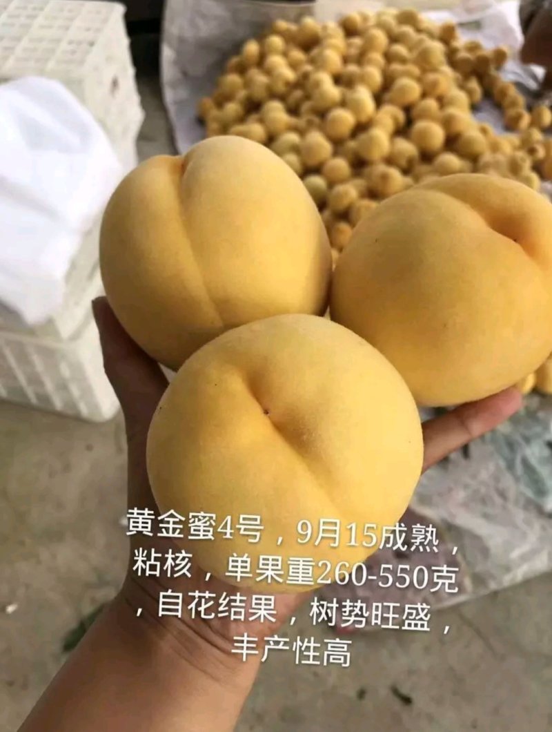 桃树苗黄金蜜桃早熟金秋红蜜映霜突围包成活签合同