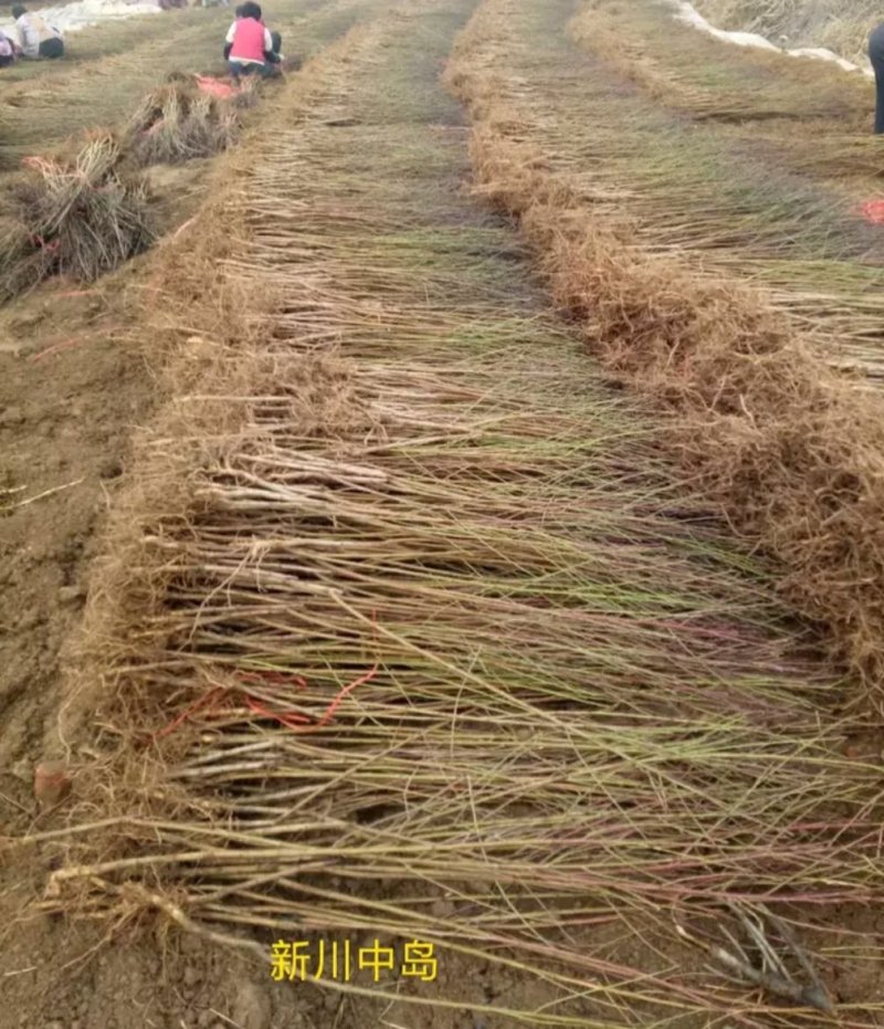 黄金油蟠桃树苗金霞凤后一级嫁接苗可签合同