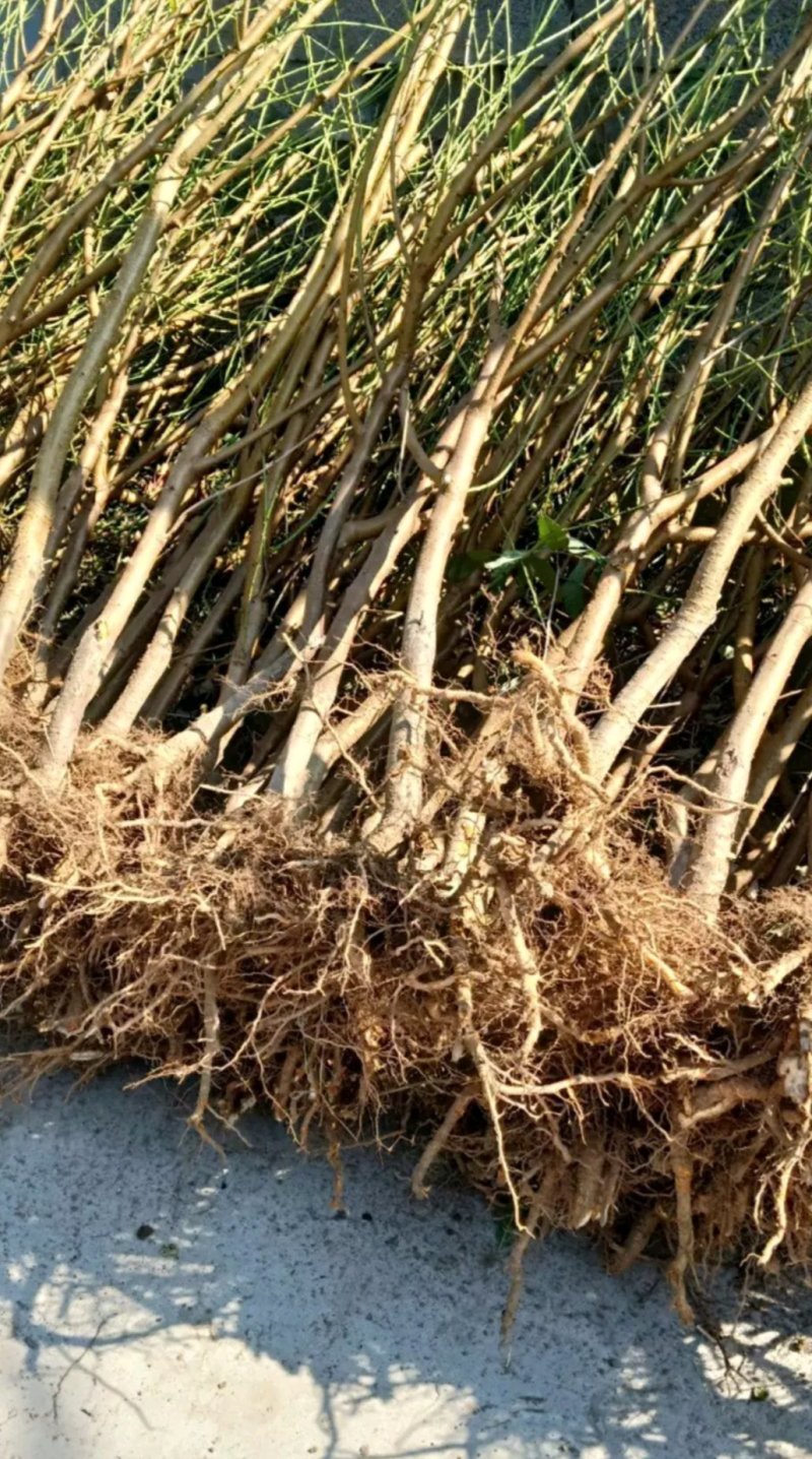 黄金油蟠桃树苗金霞凤后一级嫁接苗可签合同