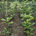 娜塔栎种子北美红橡树种彩叶树风景树种