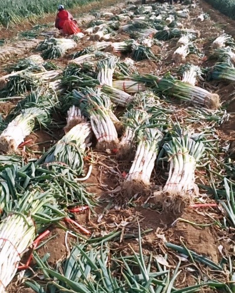 兵兵大葱合作社代购代办代收章丘本地大葱精品大葱