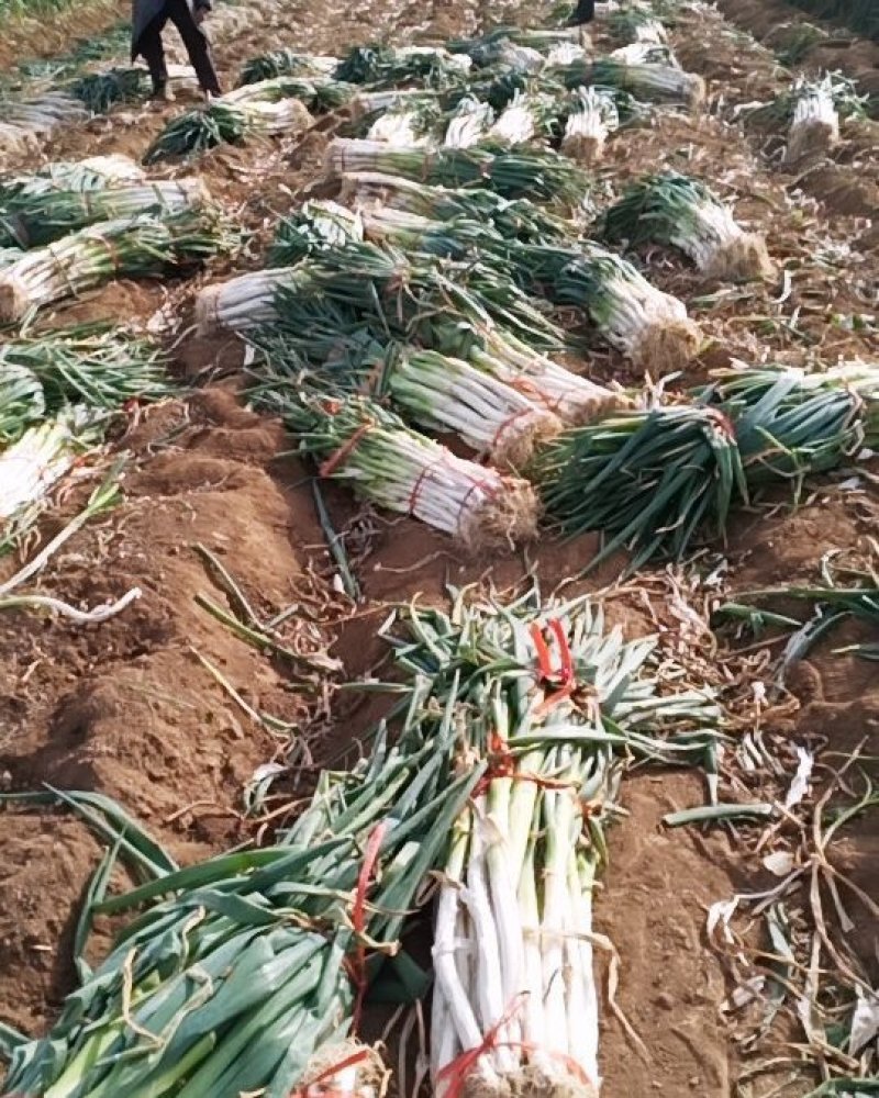兵兵大葱合作社代购代办代收章丘本地大葱精品大葱