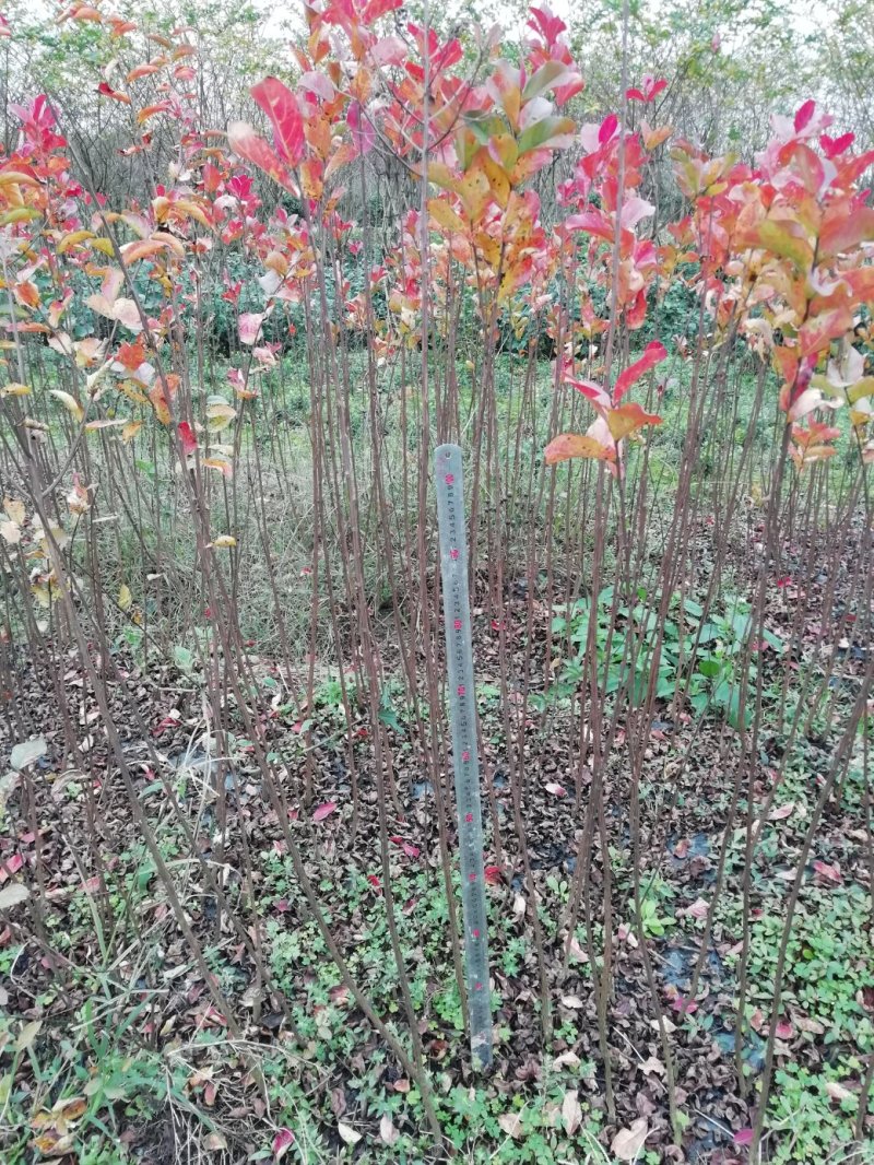 红叶紫薇，红花紫薇，天鹅绒紫薇:高度120厘米左右