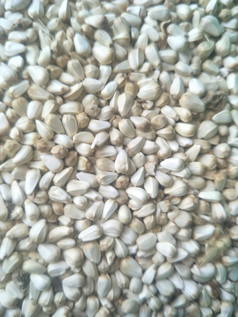 无刺改良大花朵油用红花种籽榨油率高鸡鸭鸽动物饲料作种子