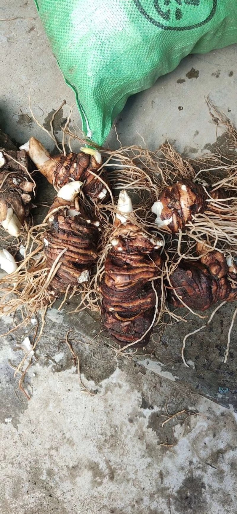 重楼，个子，量大从优，非诚勿扰