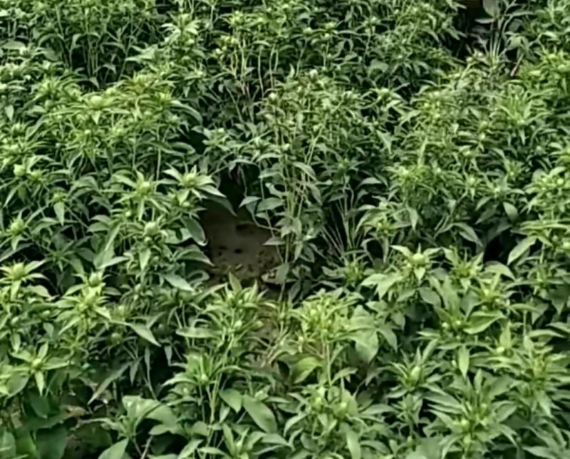 白术籽白术种子白术种籽两年生改良白术子白术籽