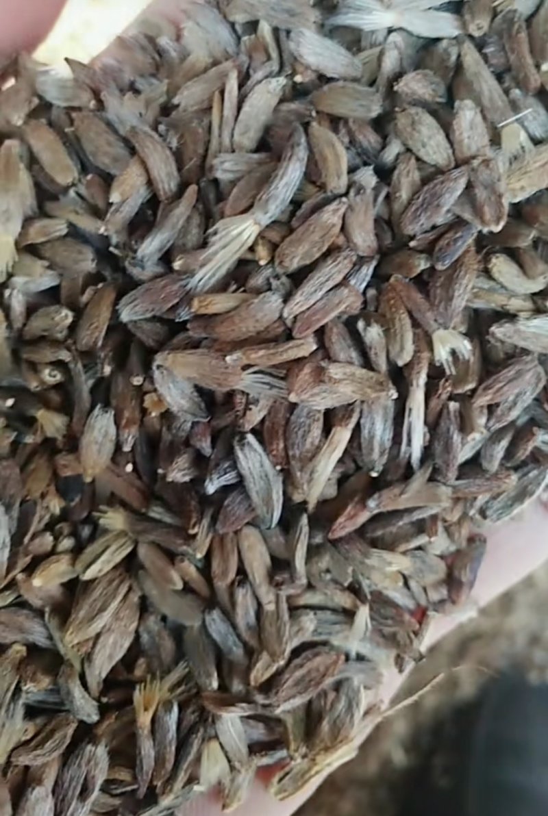 白术籽白术种子白术种籽两年生改良白术子白术籽