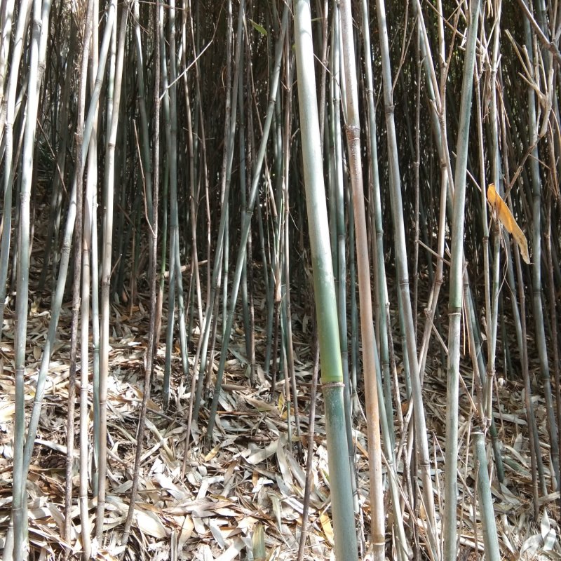 木竹(豇豆、西红柿架杆)
