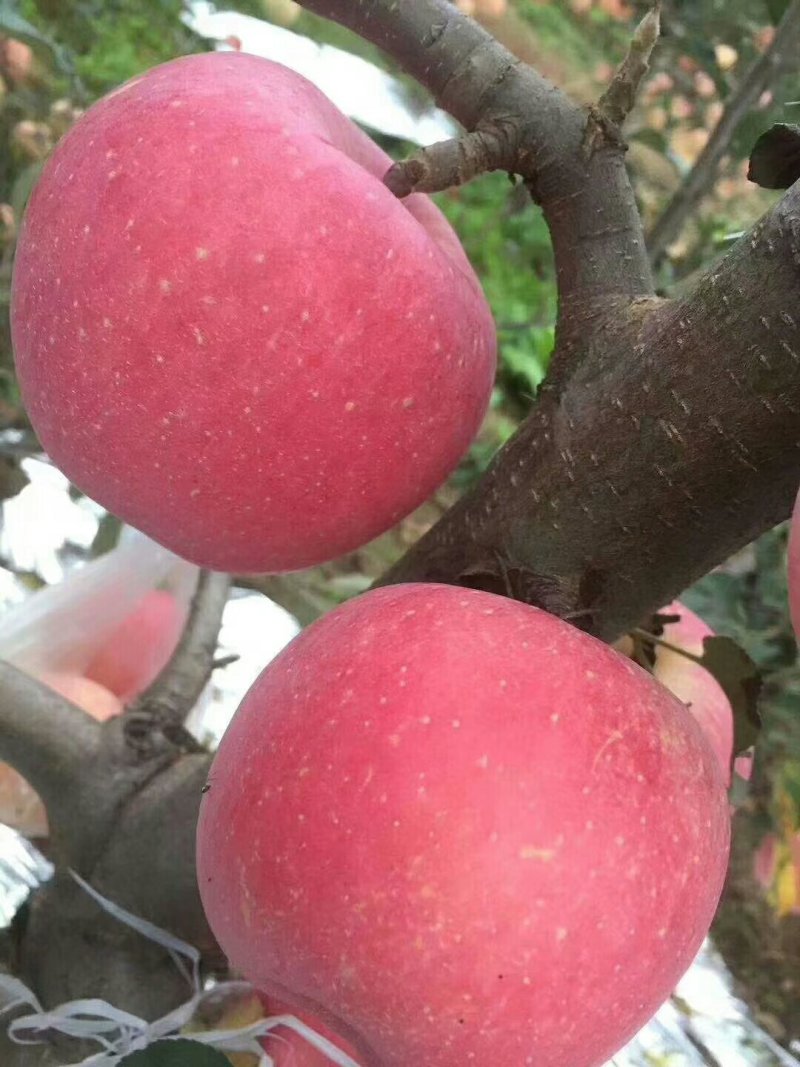 陕西宝鸡凤阁岭糖心红富士