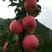 陕西宝鸡凤阁岭糖心红富士