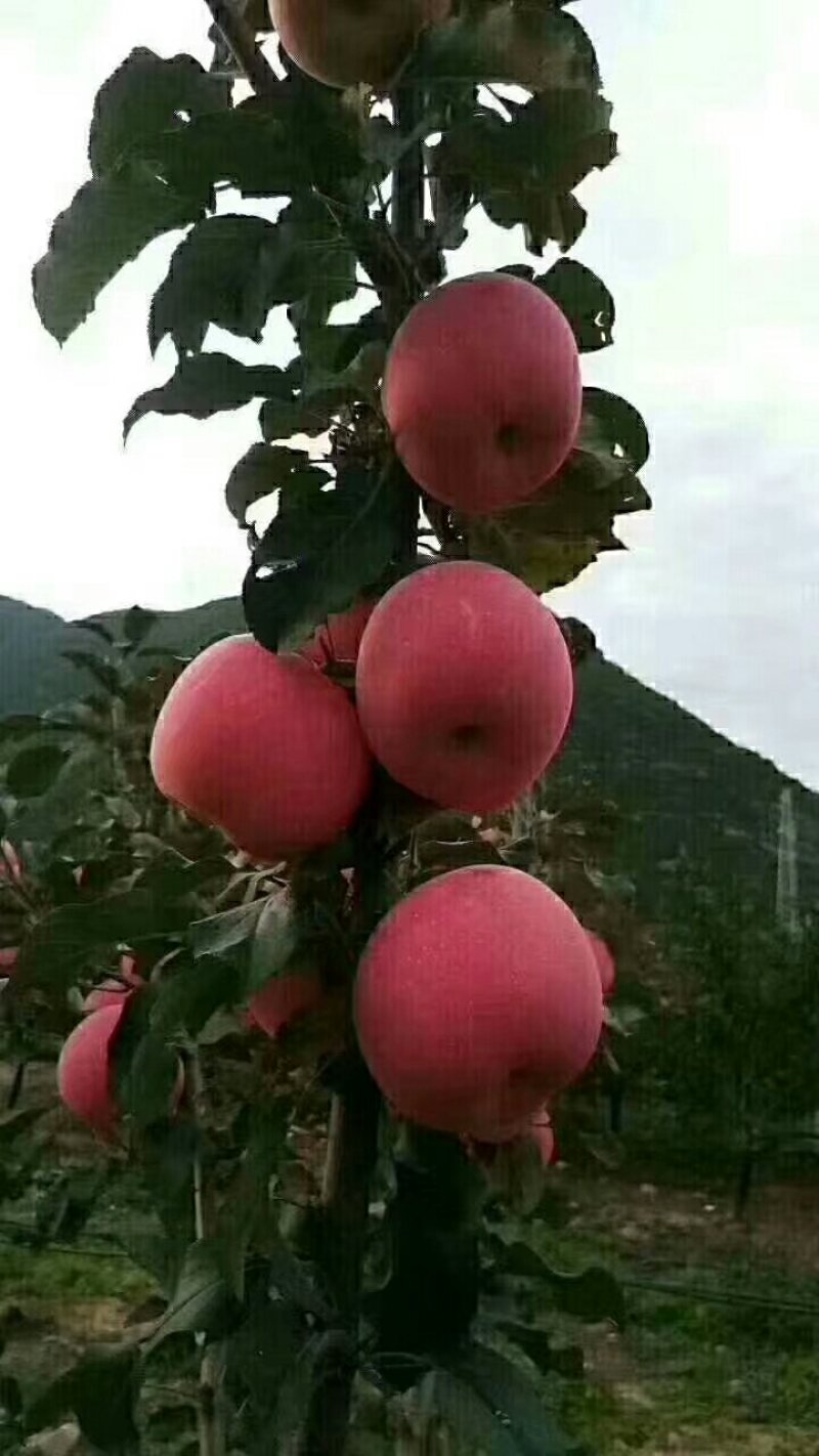 陕西宝鸡凤阁岭糖心红富士