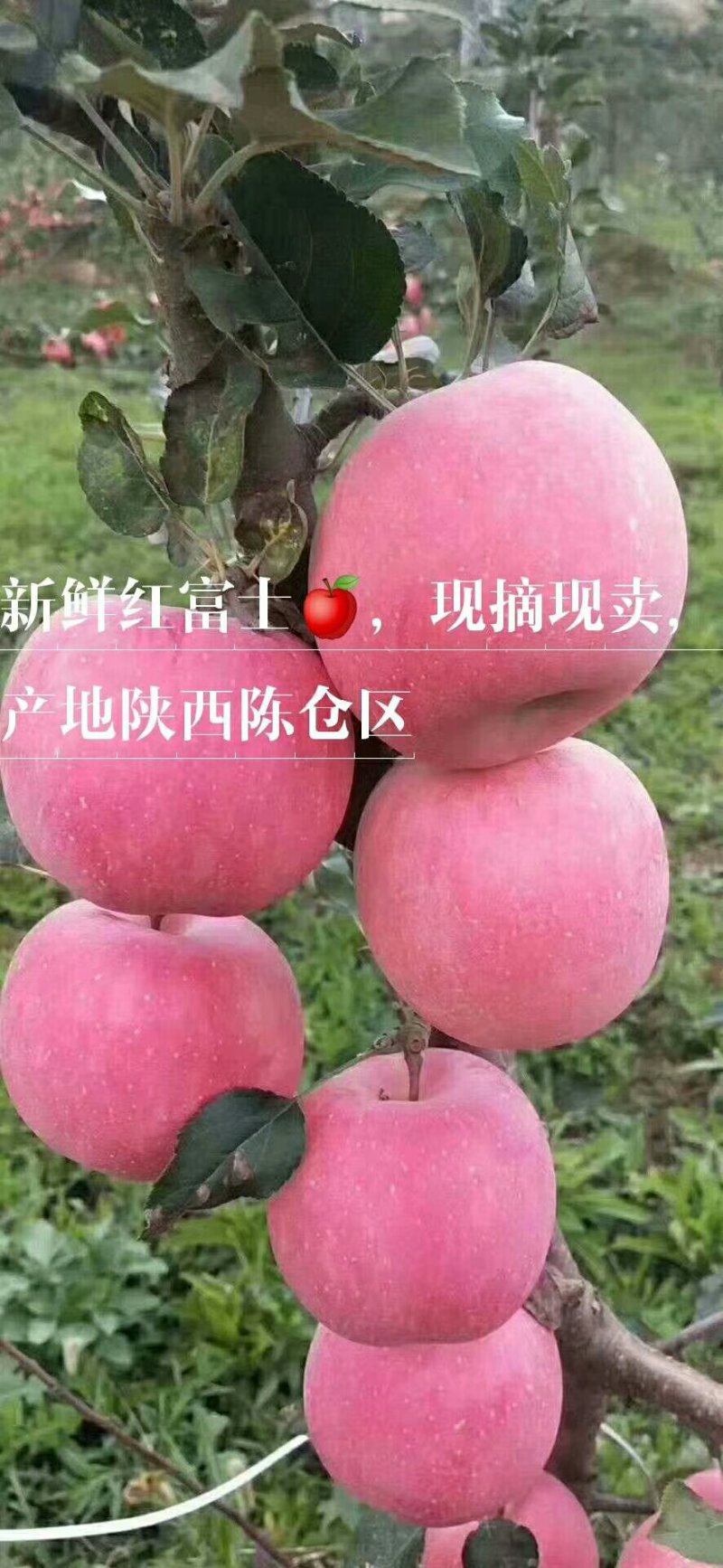 陕西宝鸡凤阁岭糖心红富士