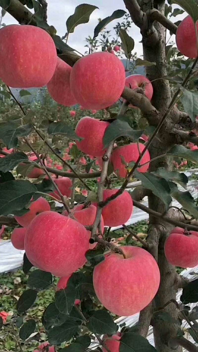 陕西宝鸡凤阁岭糖心红富士