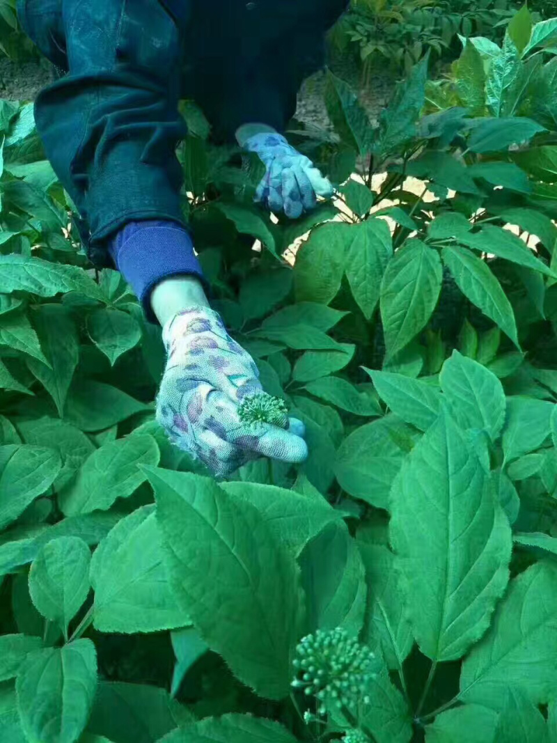 人参花