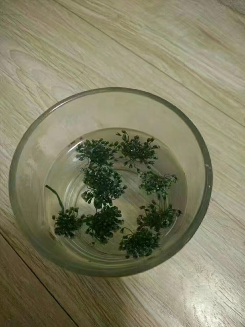 人参花