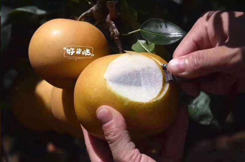 山东正宗秋月梨5斤装礼盒新鲜梨子包邮一件代发