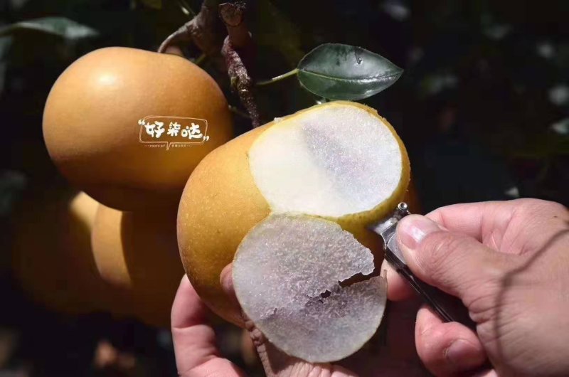 山东正宗秋月梨5斤装礼盒新鲜梨子包邮一件代发