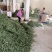 茶用甜叶菊