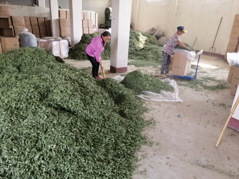 茶用甜叶菊