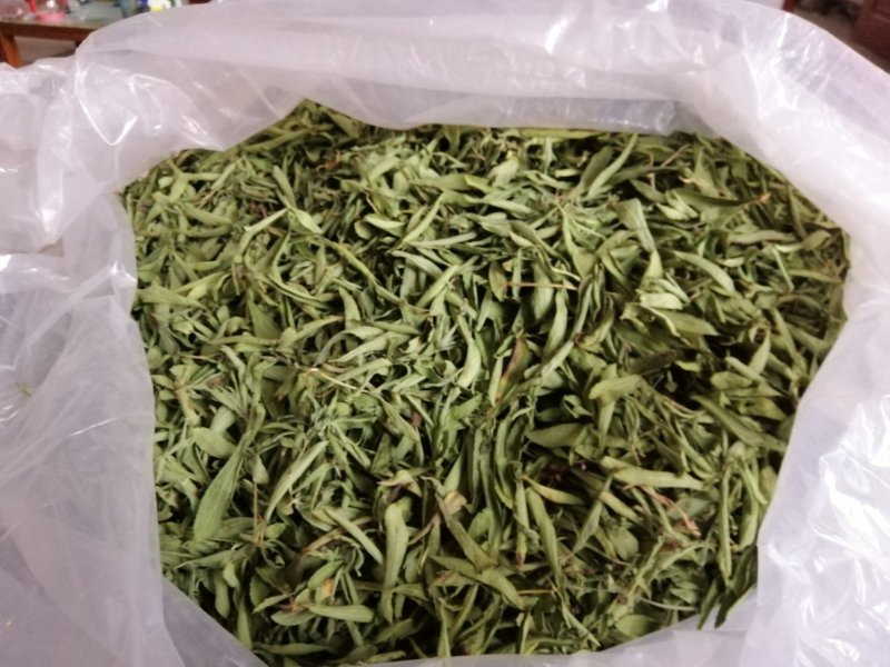 茶用甜叶菊