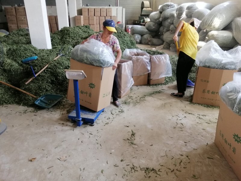 茶用甜叶菊