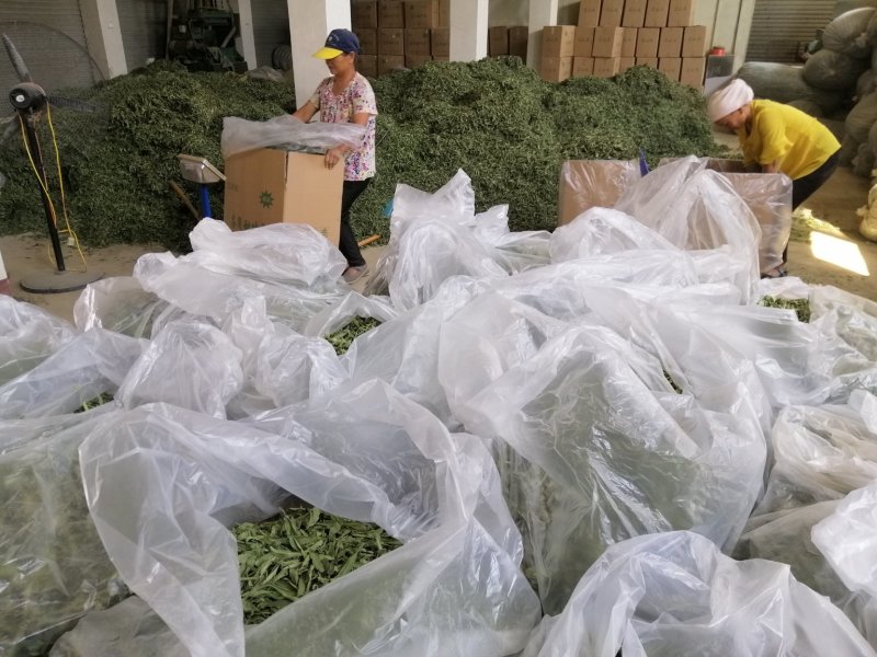 茶用甜叶菊