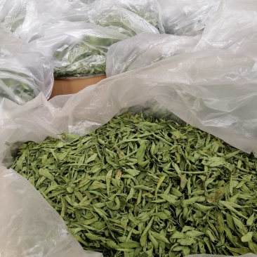 茶用甜叶菊