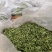 茶用甜叶菊