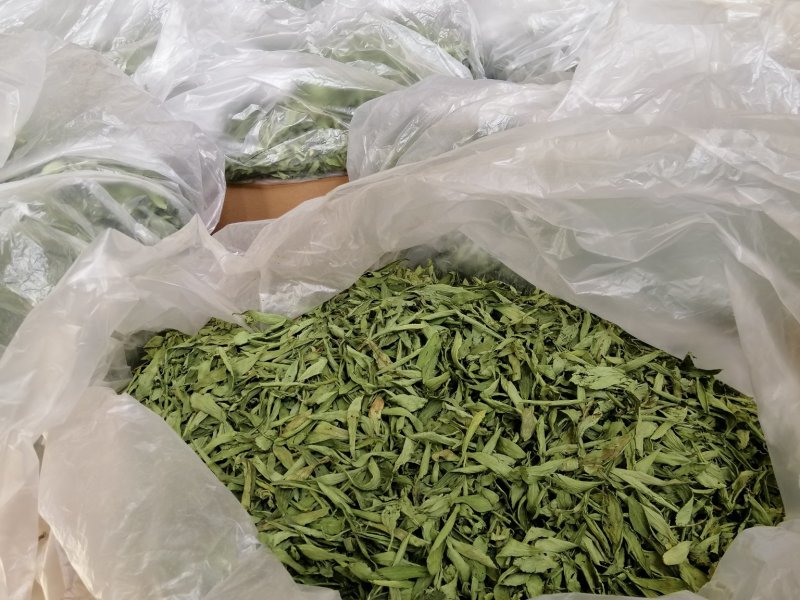 茶用甜叶菊