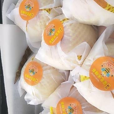 黄金冬梨