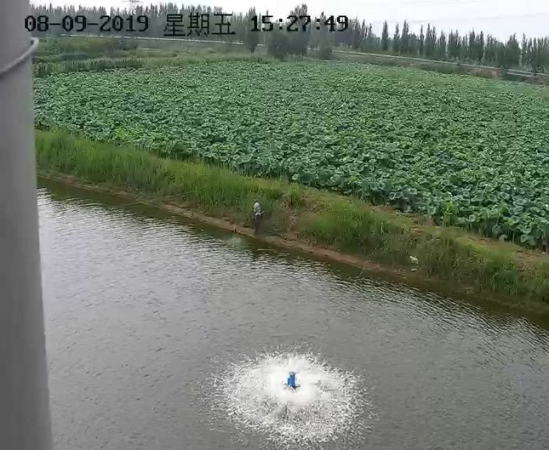 九孔雪莲藕