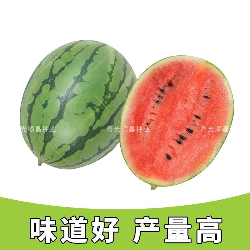 特色【西瓜树种子】无限生长西瓜树西瓜种子西瓜种子水