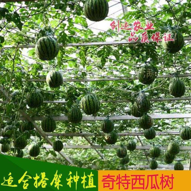 特色【西瓜树种子】无限生长西瓜树西瓜种子西瓜种子水