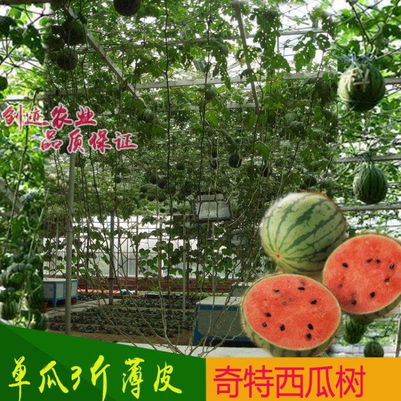 特色【西瓜树种子】无限生长西瓜树西瓜种子西瓜种子水