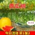 特色【西瓜树种子】无限生长西瓜树西瓜种子西瓜种子水