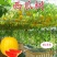 特色【西瓜树种子】无限生长西瓜树西瓜种子西瓜种子水