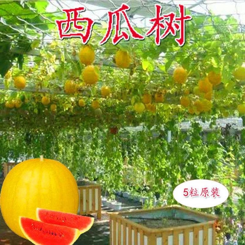 特色【西瓜树种子】无限生长西瓜树西瓜种子西瓜种子水