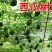 特色【西瓜树种子】无限生长西瓜树西瓜种子西瓜种子水