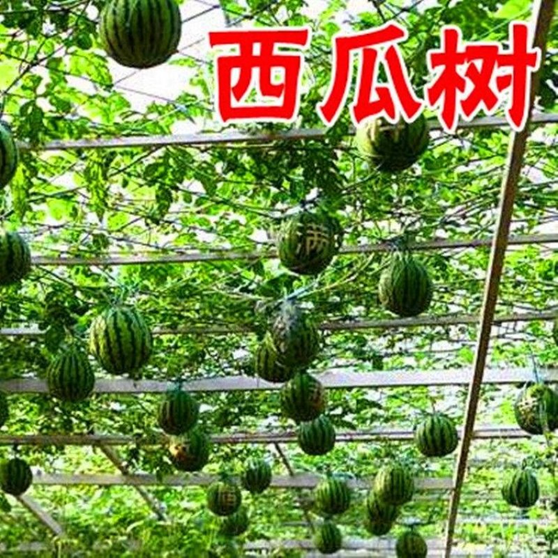 特色【西瓜树种子】无限生长西瓜树西瓜种子西瓜种子水