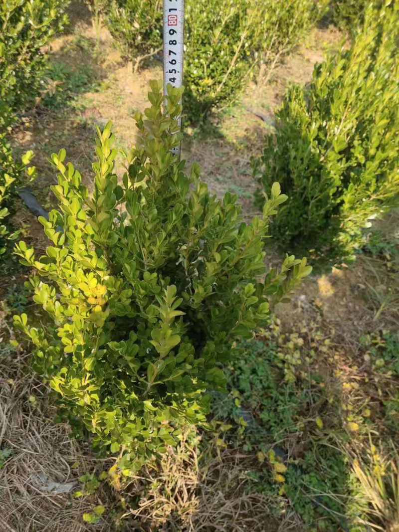 瓜子黄杨杯苗小杯跟中杯都有，大量供应中，具体需要请联系