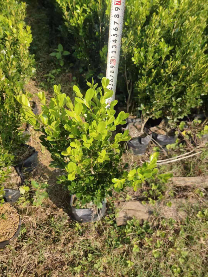 瓜子黄杨杯苗小杯跟中杯都有，大量供应中，具体需要请联系