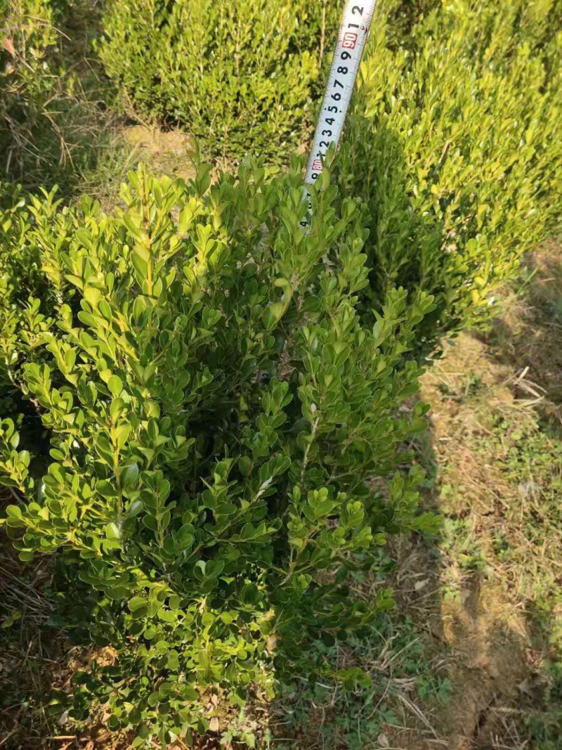 瓜子黄杨杯苗小杯跟中杯都有，大量供应中，具体需要请联系