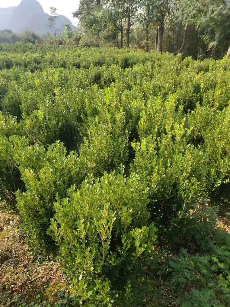 瓜子黄杨杯苗小杯跟中杯都有，大量供应中，具体需要请联系
