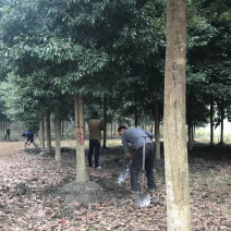 金丝楠木大量供应大小规格都有，地苗占地苗杯苗都有，面议