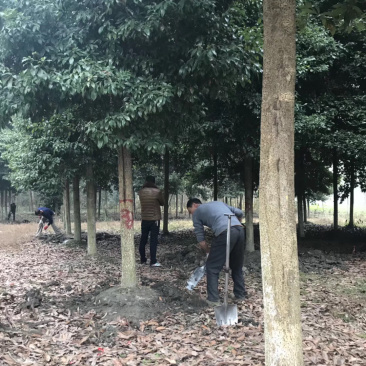 金丝楠木大量供应大小规格都有，地苗占地苗杯苗都有，面议