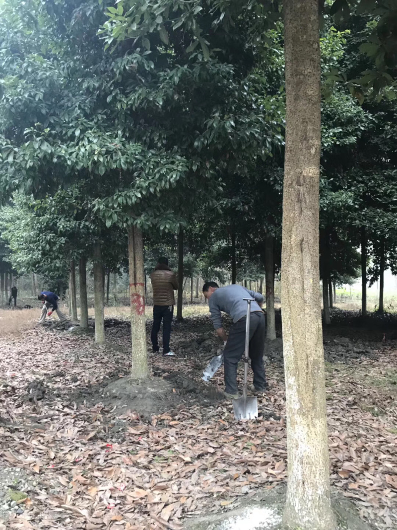 金丝楠木大量供应大小规格都有，地苗占地苗杯苗都有，面议