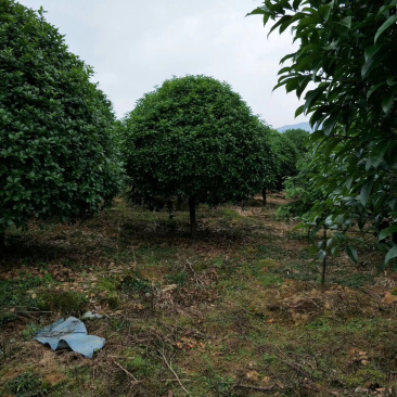 桂花树大量供应地苗假植容器苗占地桂花树，具体需要请联系