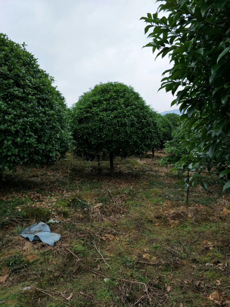 桂花树大量供应地苗假植容器苗占地桂花树，具体需要请联系