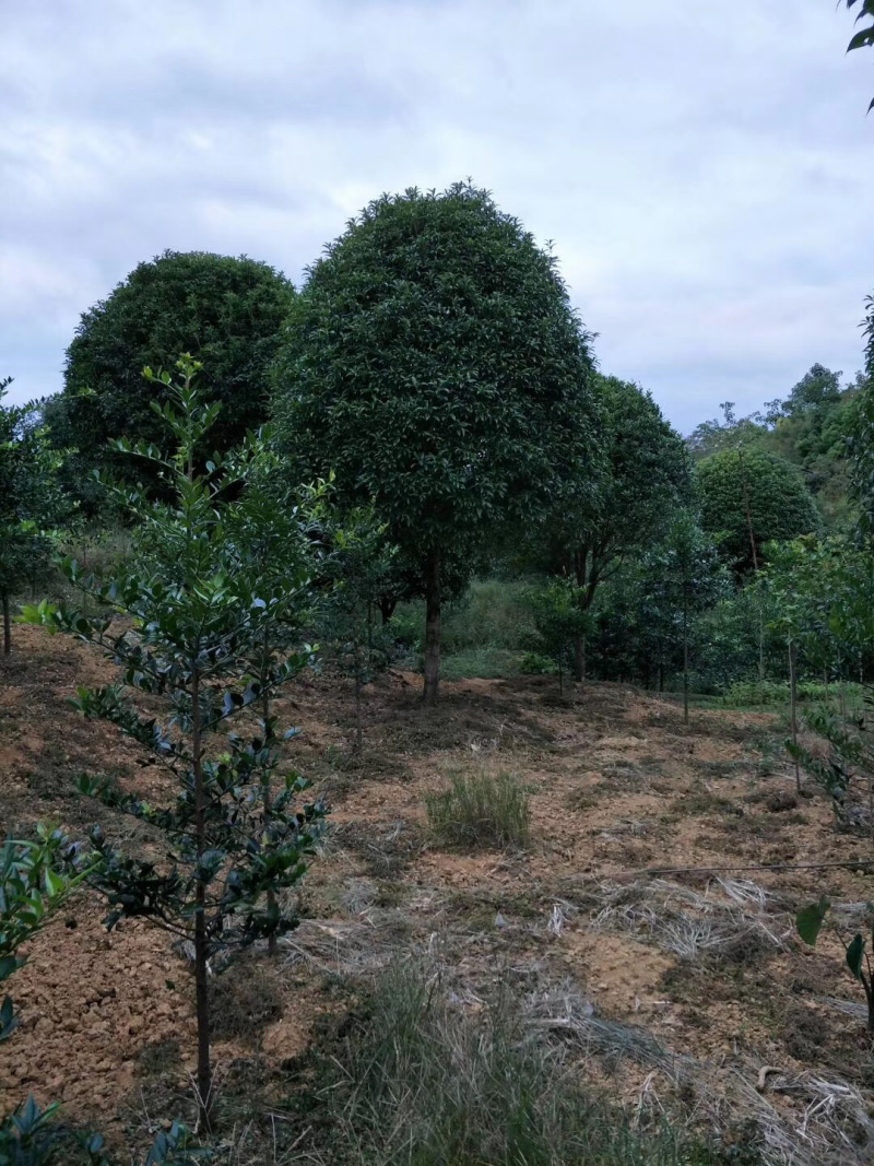 桂花树大量供应地苗假植容器苗占地桂花树，具体需要请联系