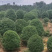 桂花树大量供应地苗假植容器苗占地桂花树，具体需要请联系
